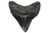 Fossil Megalodon Tooth - South Carolina #346191-1